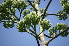 Agave americana